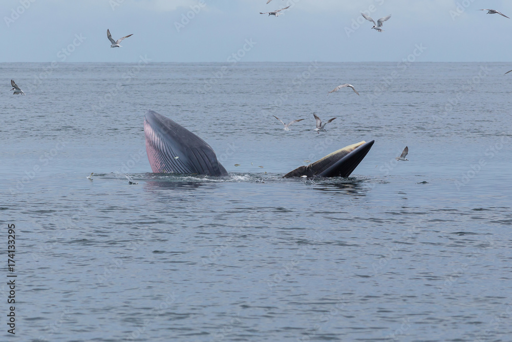 Fototapeta premium Bryde's whale, Eden's whale feeding small fish, Whale in gulf of Thailand