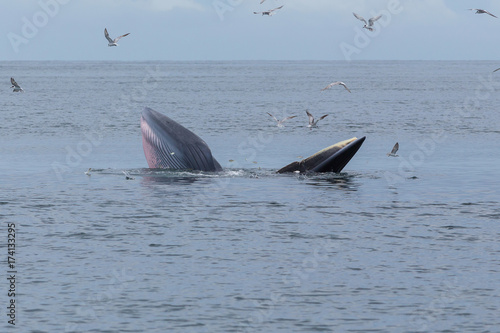 Bryde's whale, Eden's whale feeding small fish, Whale in gulf of Thailand photo