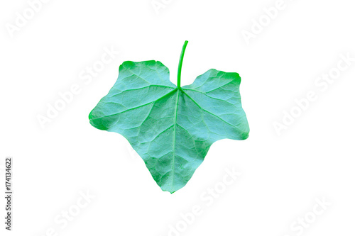 close up ivy Gourd surface vegetable green texture   Coccinia grandis   isolated on white background and clipping path