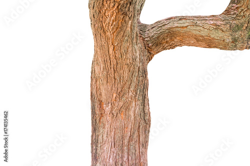 tree trunk tamarind texture pattern. wood rind isolated on white background and clipping path photo