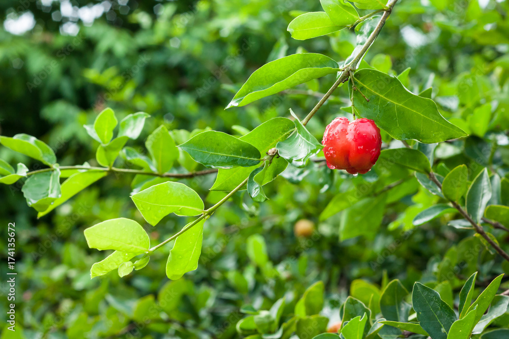 acerola plant and fruit
