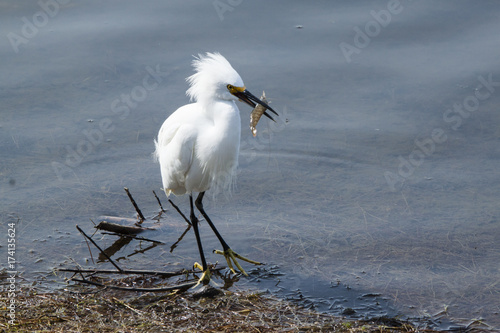 Snowy Egret with Shrimp photo