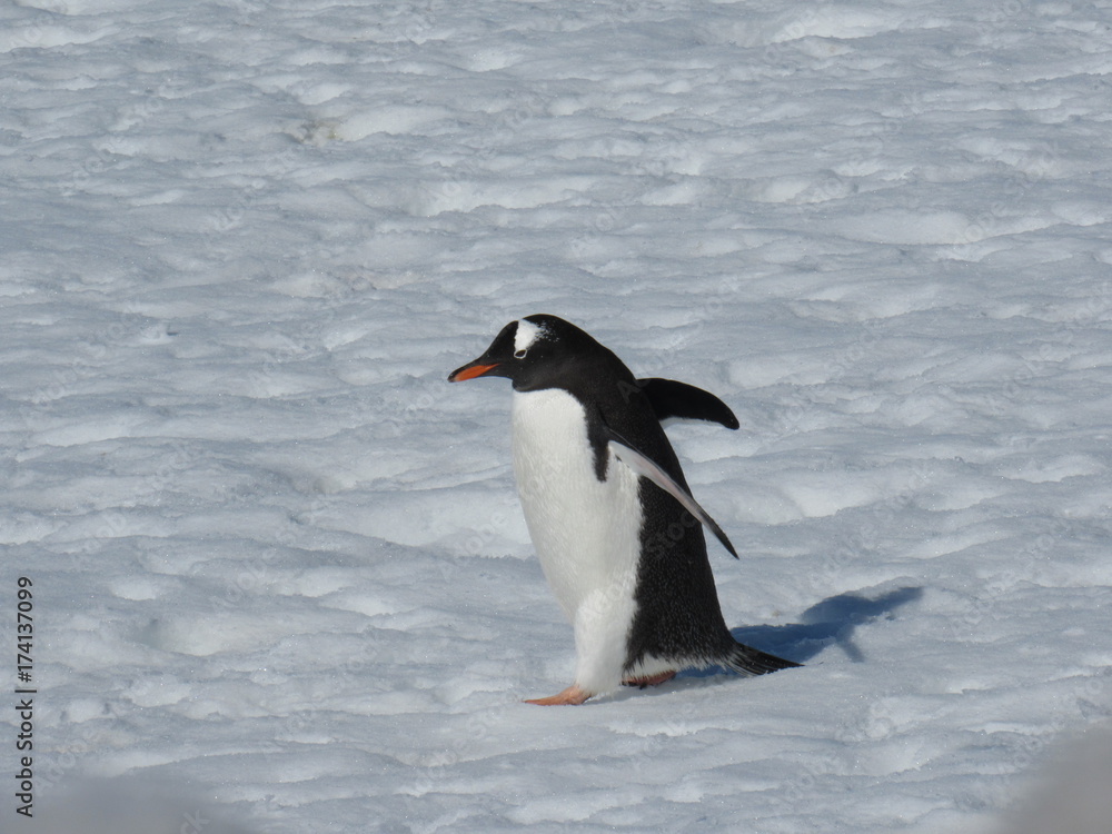 Fototapeta premium antartica