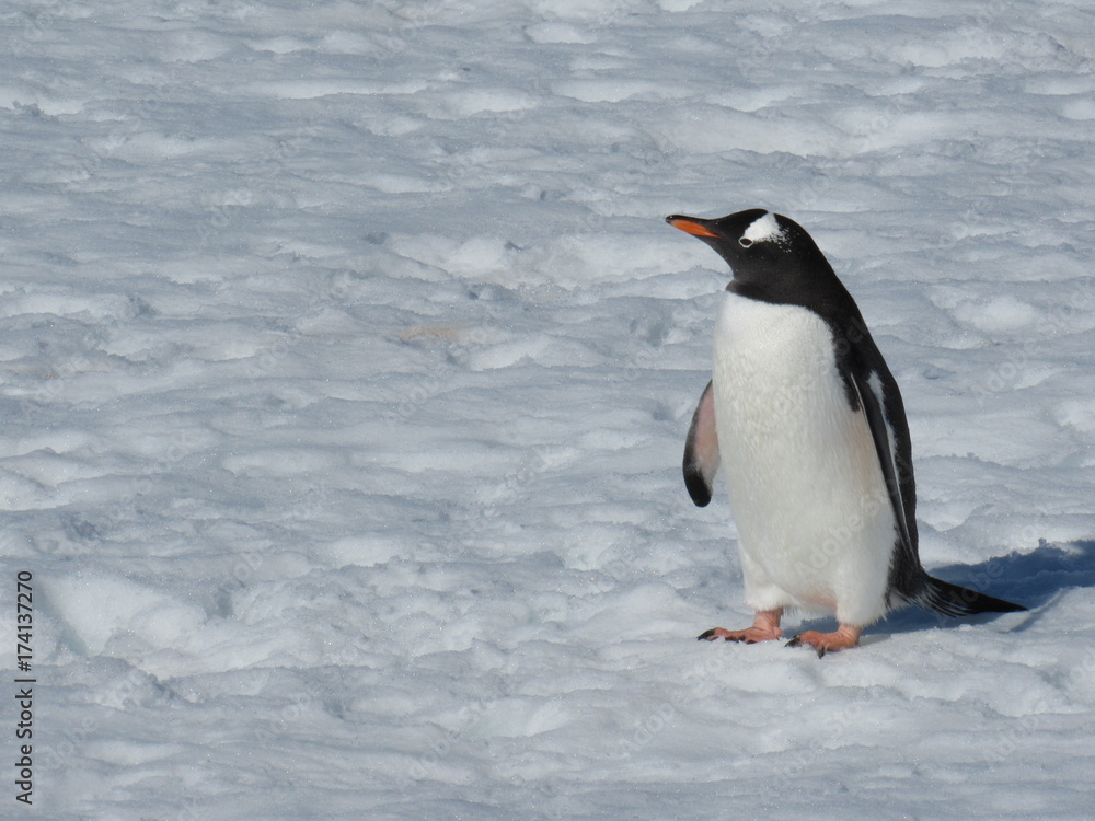 Naklejka premium antartica