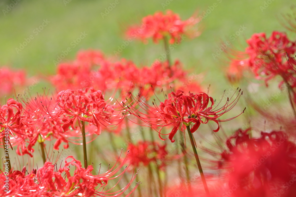 cluster amaryllis