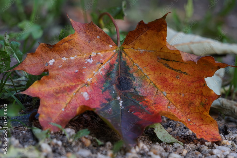 Herbstfärbung des Blattes eines Spitzahorns Herbstfärbung des Blattes eines Spitzahorns