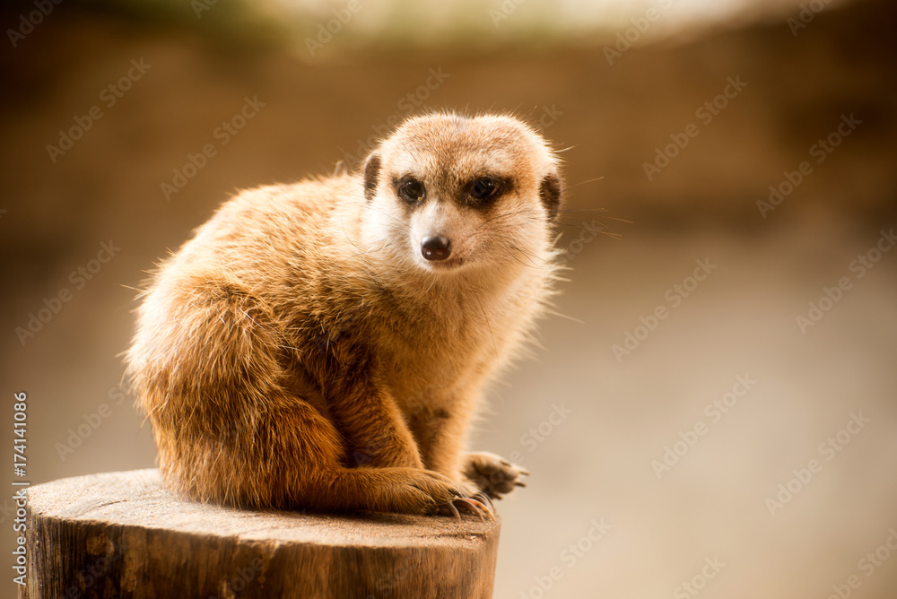 Fototapeta premium meerkat