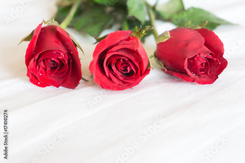 Closeup red rose on white bed background  love and romantic feeling concept