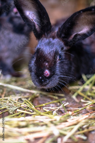 Black sick rabbit in the cage with myxomatosis photo