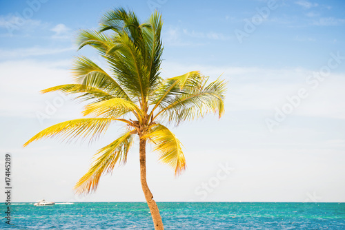 Fototapeta Naklejka Na Ścianę i Meble -  Palm tree on the background of the sea and sky