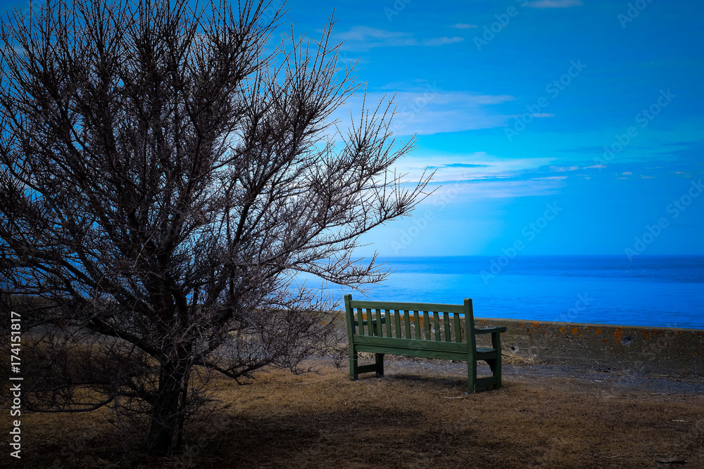 Empty seat and a dead tree facing the sea