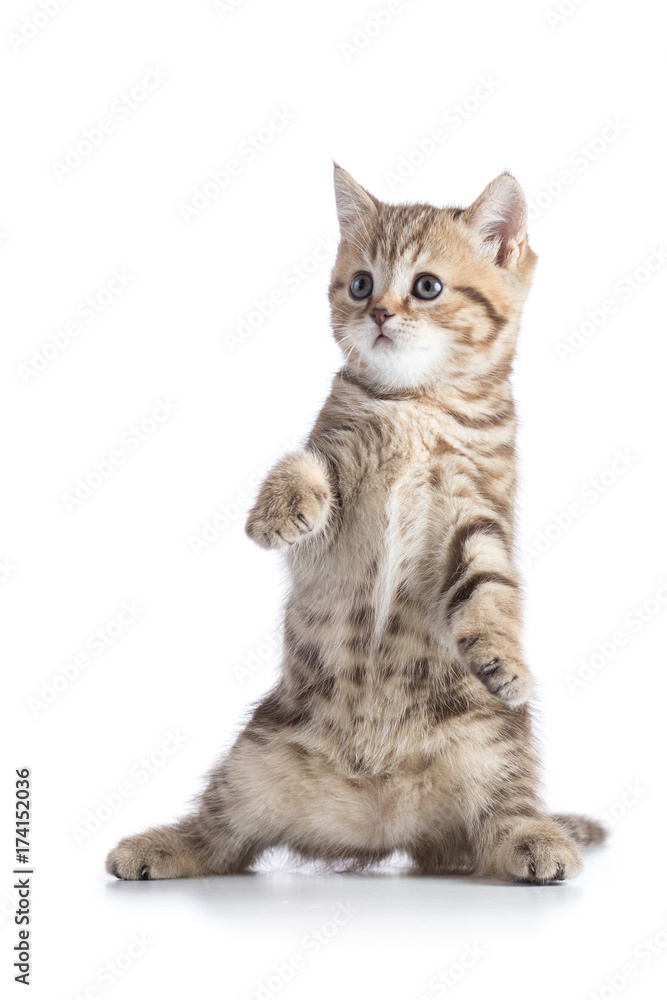 Obraz premium Zabawny kotek szkocki czystej rasy taniec na białym tle