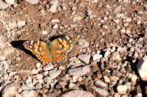 butterfly in the desert of death valley in California, USA