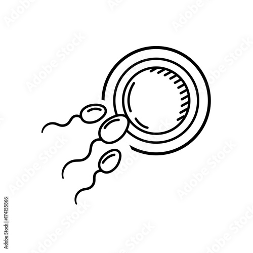 line fertility reproduction of ovum and spermatozoon