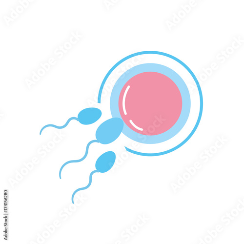 fertility reproduction of ovum and spermatozoon photo