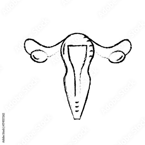 figure uterus fallopian tubes anatomy female