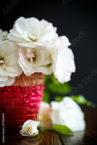 Blooming beautiful white rose