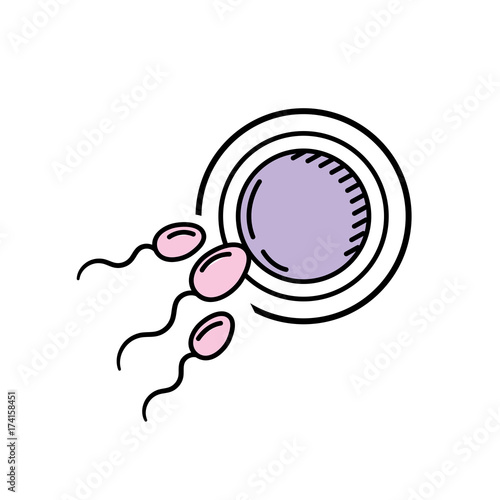 fertility reproduction of ovum and spermatozoon