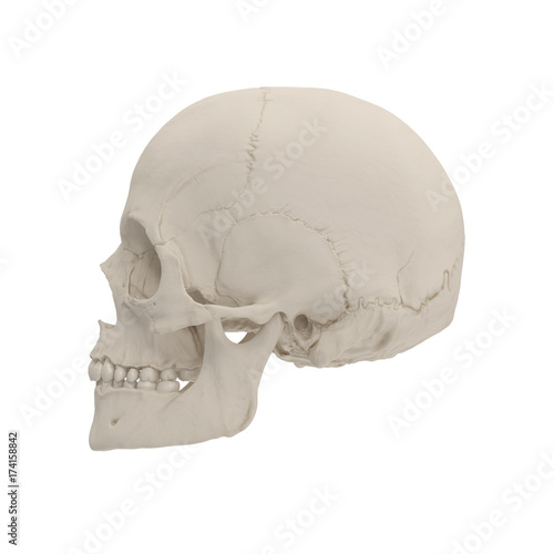 Female Human Skull on white. 3D illustration
