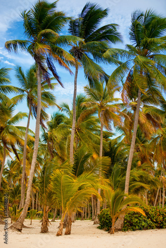 The tropical forest  palm trees on the beach background of palm trees.