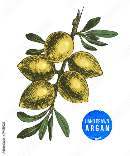 Hand drawn argan nuts branch