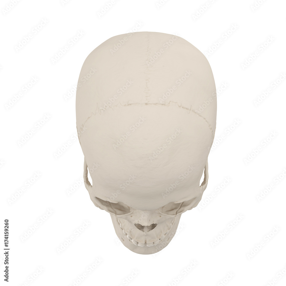 Anatomically correct medical model of the female human skull on white