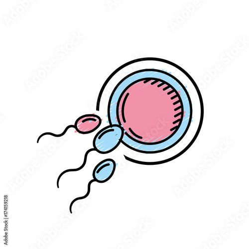 fertility reproduction of ovum and spermatozoon