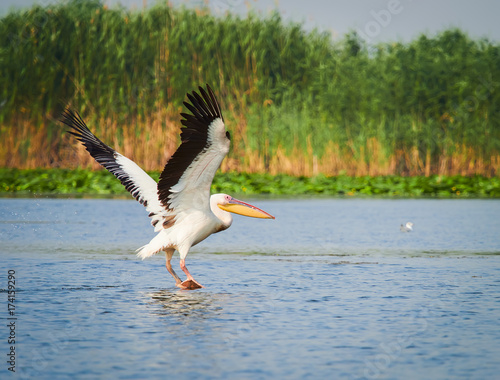 Schilderij op canvas Pelicans in The Danube Delta, Tulcea, Romania