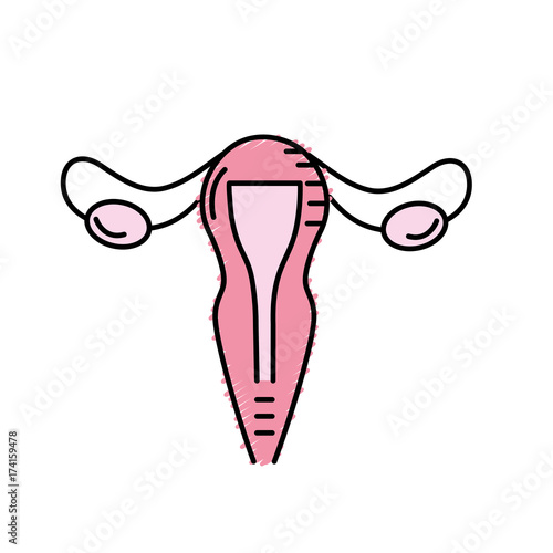 uterus fallopian tubes anatomy female