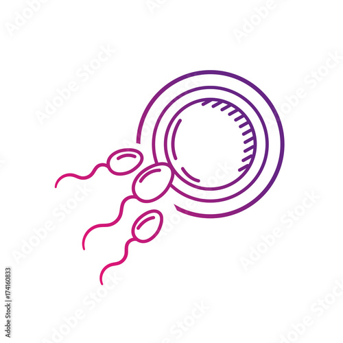 line fertility reproduction of ovum and spermatozoon