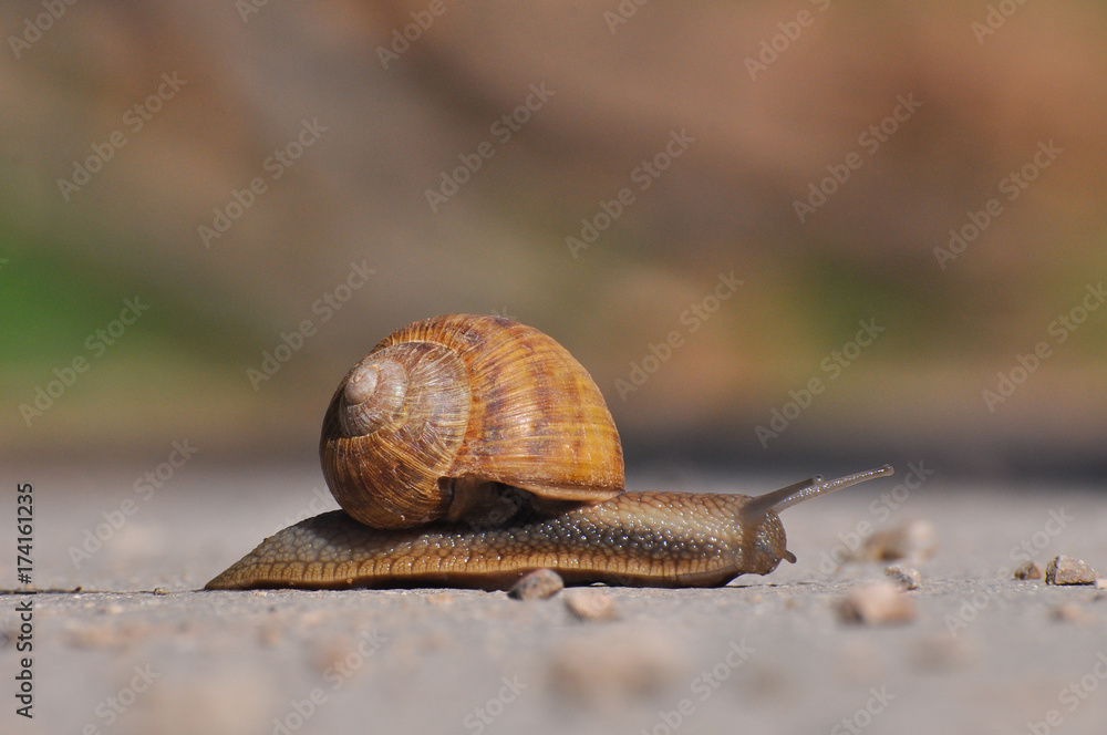 Snail crawling on the asphalt road. Burgundy snail, Helix, Roman snail, edible snail or escargot crawling Snail crawling on the asphalt road. Burgundy snail, Helix, Roman snail, edible snail or escargot crawling