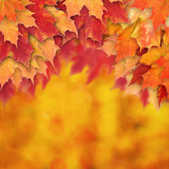 Abstract Autumn Background Border with Fall Leaves