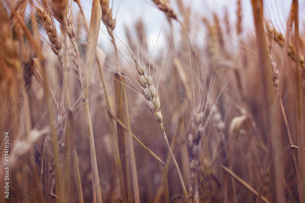Wheat Wheat