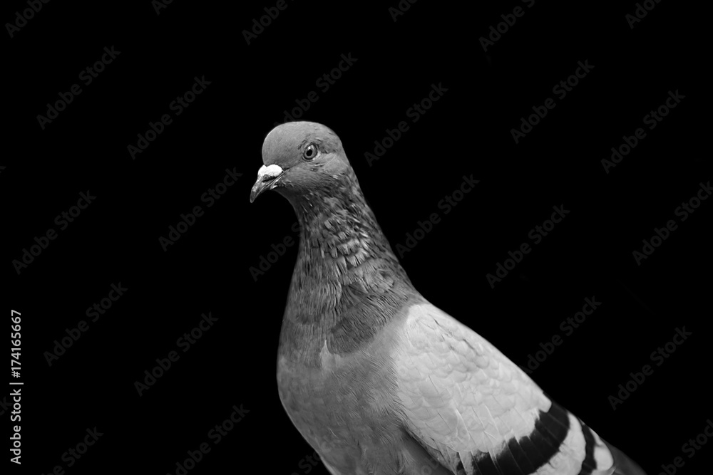 Graceful dove on a black background. The bird's eyes. Doves a symbol of peace. Graceful dove on a black background. The bird's eyes. Doves a symbol of peace.