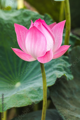 lotus