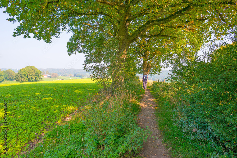 Fototapeta premium Path through a field in sunlight in autumn