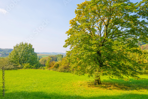 Fototapeta Naklejka Na Ścianę i Meble -  Tree in autumn colors in a meadow in sunlight at fall