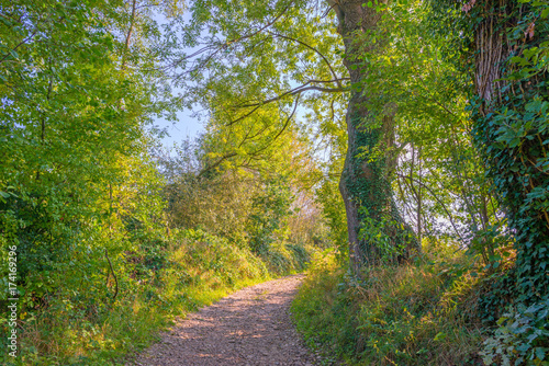 Path through a forest in autumn colors in sunlight at fall