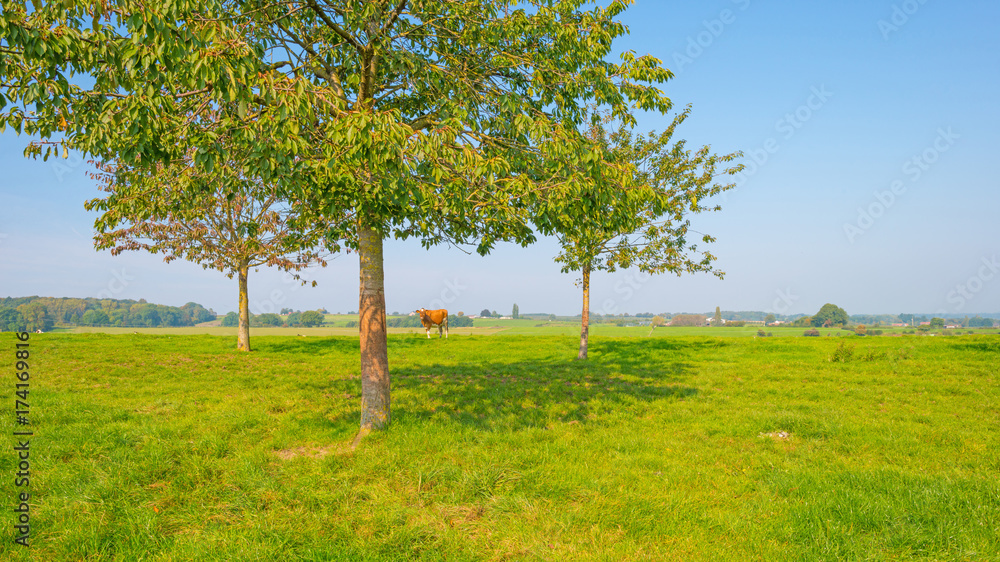 Cows in a meadow with trees in sunlight at fall