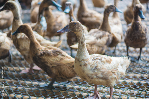 Group of ducks in farm, traditional farming in Thailand.