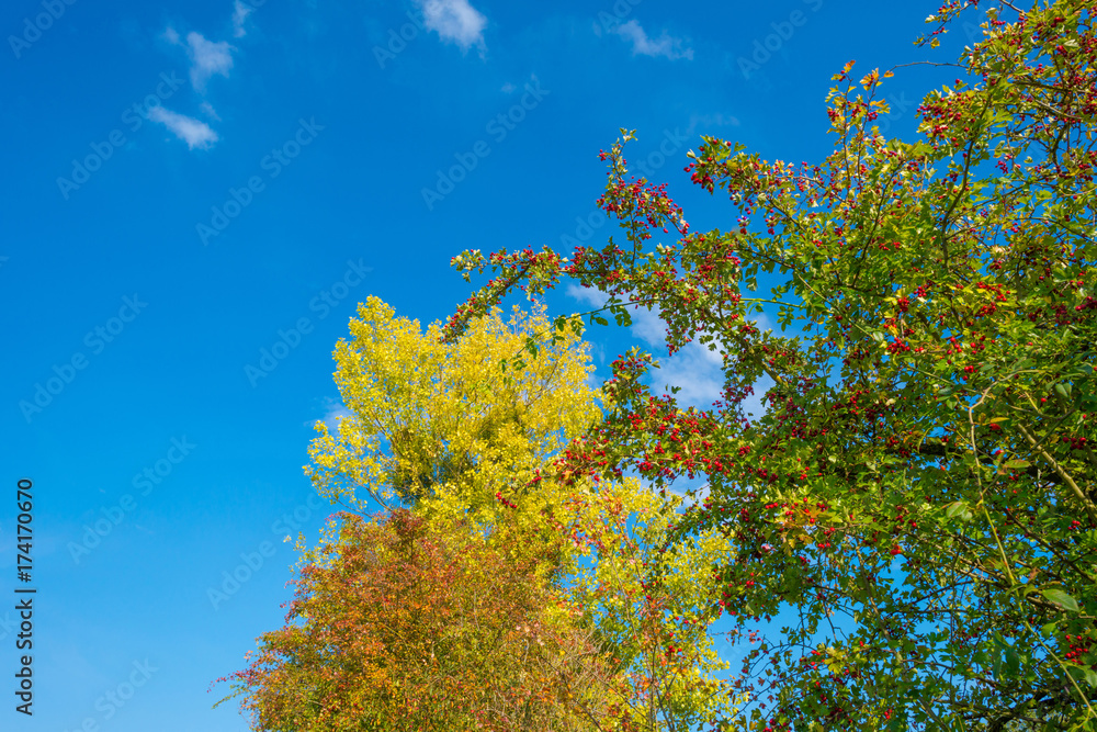 Tree in autumn colors in a meadow in sunlight at fall Tree in autumn colors in a meadow in sunlight at fall