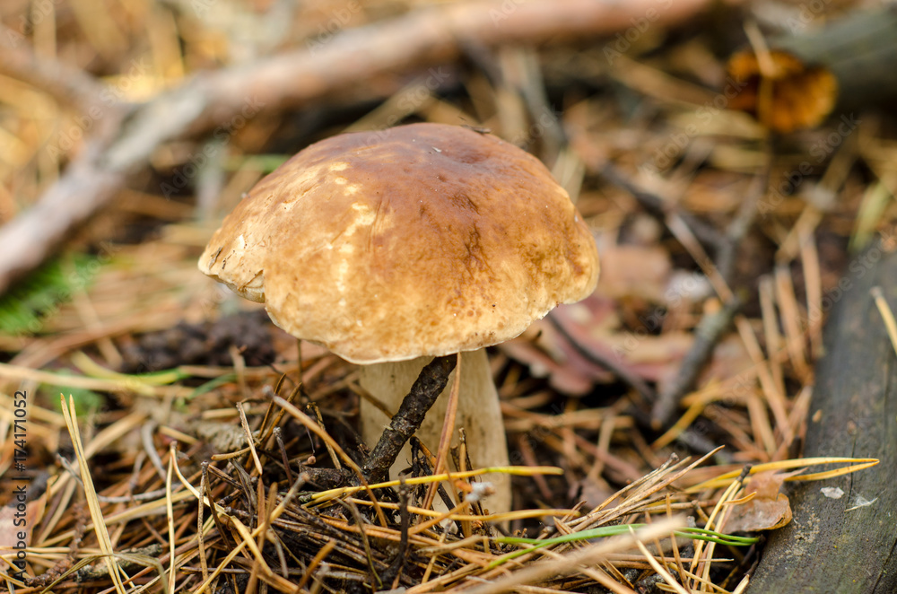 Edible mushroom