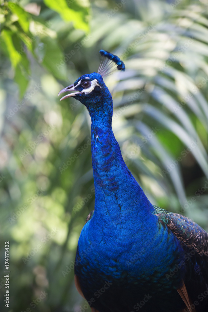 Obraz premium peacock 27