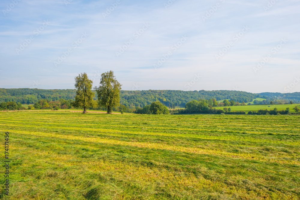 Panorama of a field on a hill in sunlight at fall