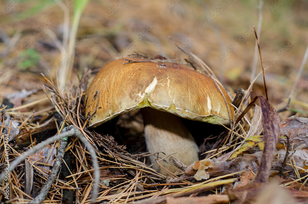 Fototapeta premium Edible mushroom