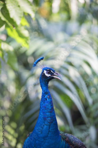 Wallpaper Mural peacock 26 Torontodigital.ca