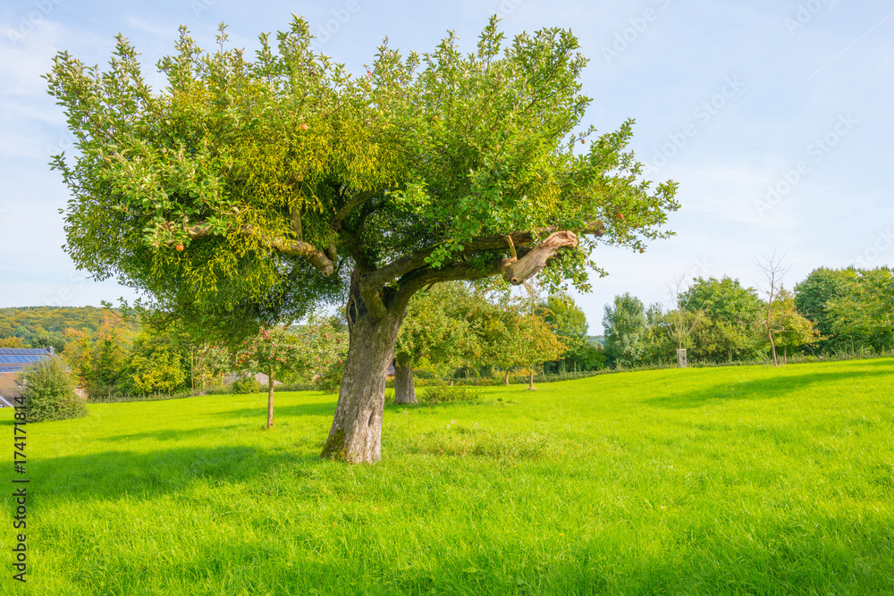Fruit trees in an orchard in sunlight in autumn Fruit trees in an orchard in sunlight in autumn