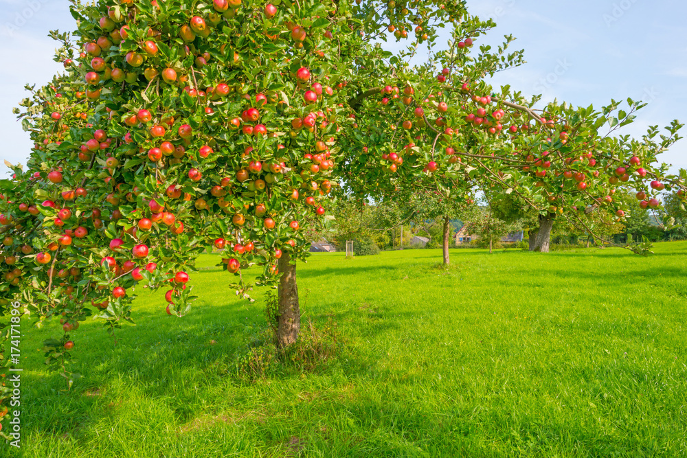 Naklejka premium Drzewa owocowe w sadzie w słońcu jesienią