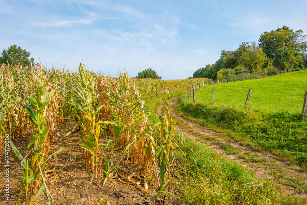 Corn growing in a field in sunlight in autumn Corn growing in a field in sunlight in autumn