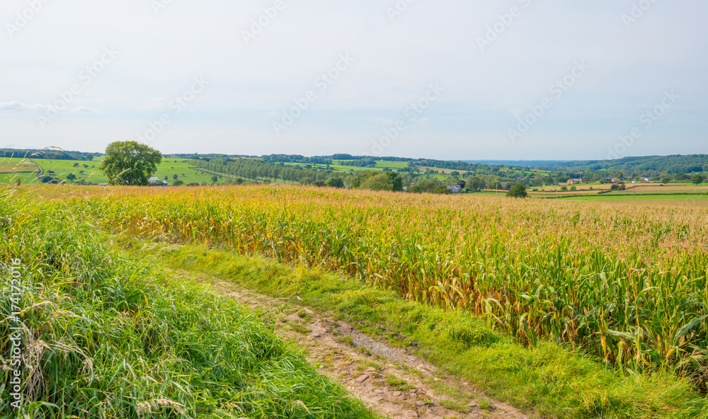 Corn growing in a field in sunlight in autumn